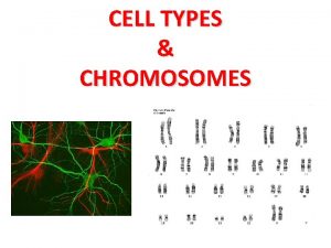 CELL TYPES CHROMOSOMES Somatic cells are body cells