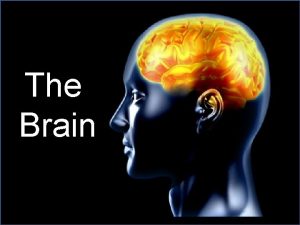 The Brain External structure of the brain Parietal