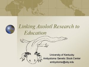 University of kentucky axolotl