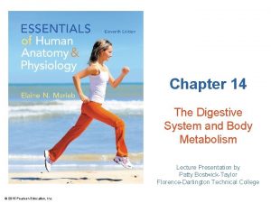 Chapter 14 digestive system and body metabolism