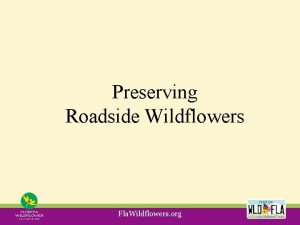 Preserving Roadside Wildflowers Fla Wildflowers org Fla Wildflowers