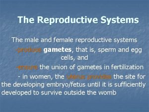 The Reproductive Systems The male and female reproductive