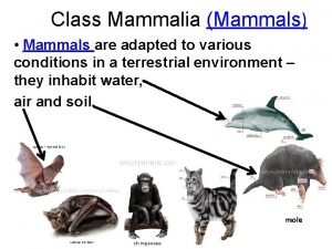 Class Mammalia Mammals Mammals are adapted to various