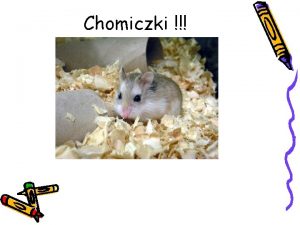 Chomiczki Chomik Roborowskiego Najmniejszy przedstawiciel chomikw karowatych Ma