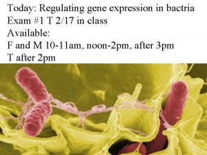 Today Regulating gene expression in bactria Exam 1