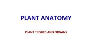 PLANT ANATOMY PLANT TISSUES AND ORGANS PLANT ANATOMY