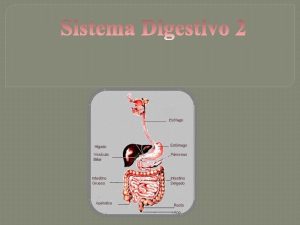 Visceras Abdominales Principales vsceras v Esfago v Estmago