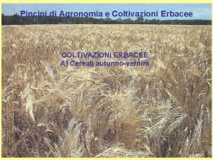 Pincipi di Agronomia e Coltivazioni Erbacee COLTIVAZIONI ERBACEE