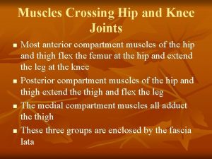 Muscles Crossing Hip and Knee Joints n n