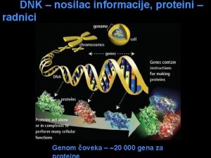 DNK nosilac informacije proteini radnici Genom oveka 20