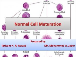 Normal Cell Maturation Ibtisam H Al Aswad Prepared