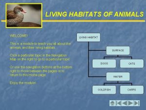 LIVING HABITATS OF ANIMALS WELCOME LIVING HABITAT This