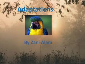 Adaptations By Zani Alam Animal Adaptations All animals