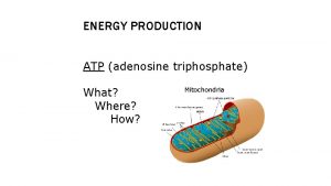 ENERGY PRODUCTION ATP adenosine triphosphate What Where How