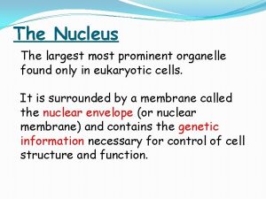 Most prominent organelle in eukaryotic cells
