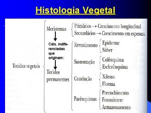 Histologia Vegetal Cls indiferenciadas que originam 22052021 1