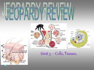 Unit 3 Cells Tissues Jeopardy Categories Cells and