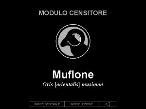 Muflone organi riproduttivi