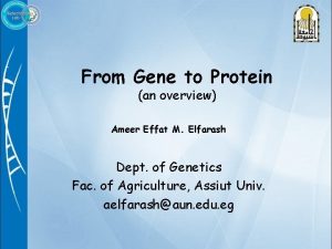 From Gene to Protein an overview Ameer Effat