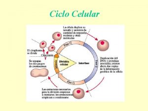 Ciclo Celular El ciclo de la divisin celular