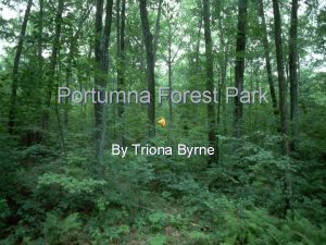 Portumna Forest Park By Triona Byrne na o