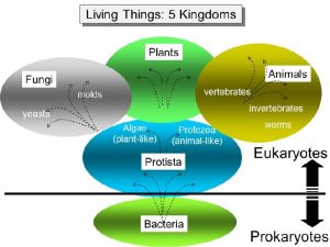 There are five kingdoms of living organisms Kingdom