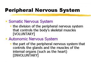 Peripheral Nervous System Somatic Nervous System the division