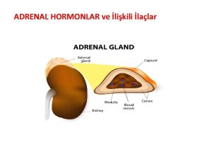 ADRENAL HORMONLAR ve likili lalar Fizyolojik fonksiyonlar Teraptik