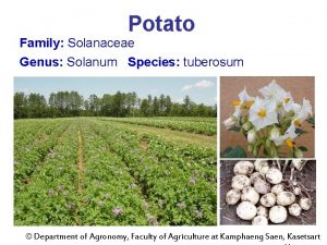 Solanum tuberosum family