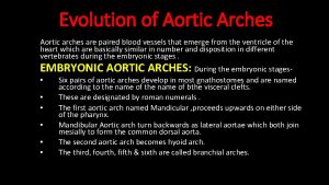 Evolution of Aortic Arches Aortic arches are paired