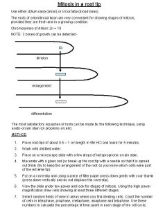 Mitosis in a root tip Use either Allium