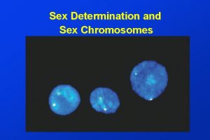 Sex Determination and Sex Chromosomes CHAPTER CONCEPTS Sexual