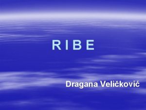 RIBE Dragana Velikovi U svetu poznato oko 30000