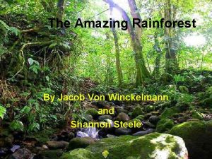 The Amazing Rainforest By Jacob Von Winckelmann and