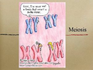 Meiosis The Diploid Cell with 2 sets of