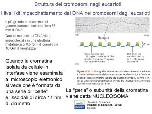 Struttura dei cromosomi negli eucarioti I livelli di