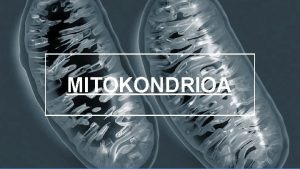 Mitokondria funtzioa