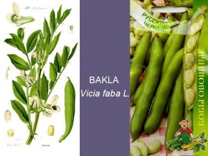 BAKLA Vicia faba L Ekonomik nemi Anavatan ve