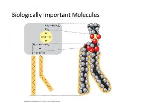 Biologically Important Molecules Biologically Important Molecules I Water