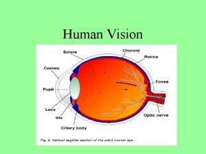 Human Vision The Snellen Visual Acuity Chart What