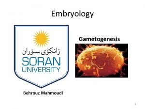 Embryology Gametogenesis Behrouz Mahmoudi 1 Gametogenesis is the