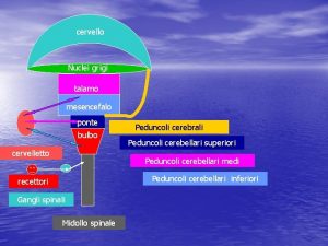 cervello Nuclei grigi talamo mesencefalo ponte bulbo cervelletto