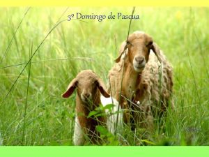 3 Domingo de Pascua Ciclo C Del Evangelio