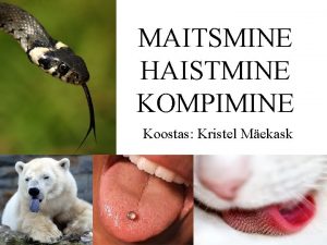 MAITSMINE HAISTMINE KOMPIMINE Koostas Kristel Mekask Maitsmiselund Inimese