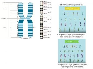 Hromozomske garniture 1 Haploidna n u spolnim elijama