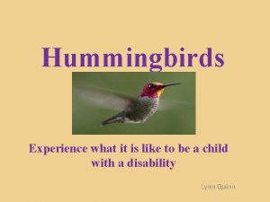 Hummingbirds Experience what it is like to be