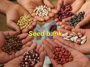 SEED BANK Seed bank is the reservoir of