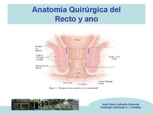 Anatoma Quirrgica del Recto y ano Jos Mara