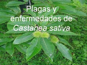 Plagas y enfermedades de Castanea sativa PROVIENE DEL