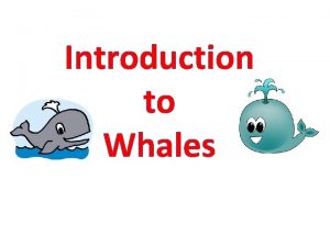 Characteristic of whale
